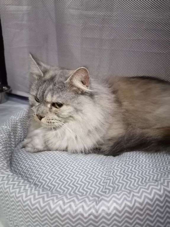 Кошки в Москве: Кошка-императрица Девочка, Бесплатно - фото 7