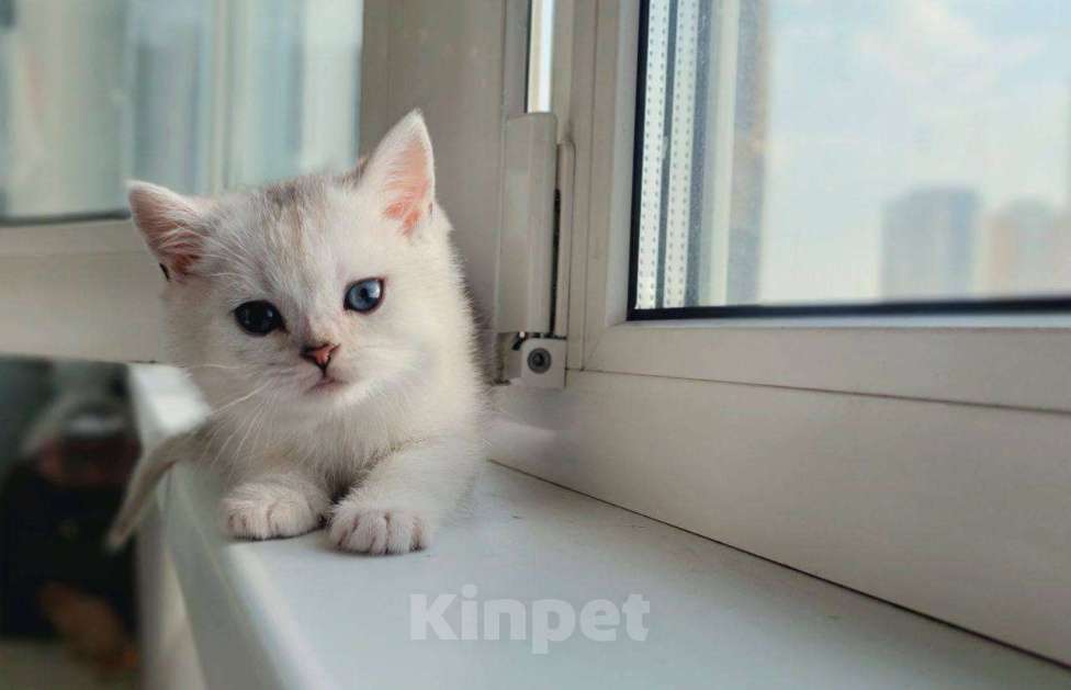 Кошки в Москве: Шотландские котята с документами Мальчик, 25 000 руб. - фото 5