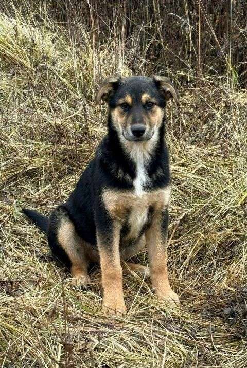 Собаки в Москве: Кира и Миша, ласковые умные щенки-подростки ищут дом Мальчик, Бесплатно - фото 7