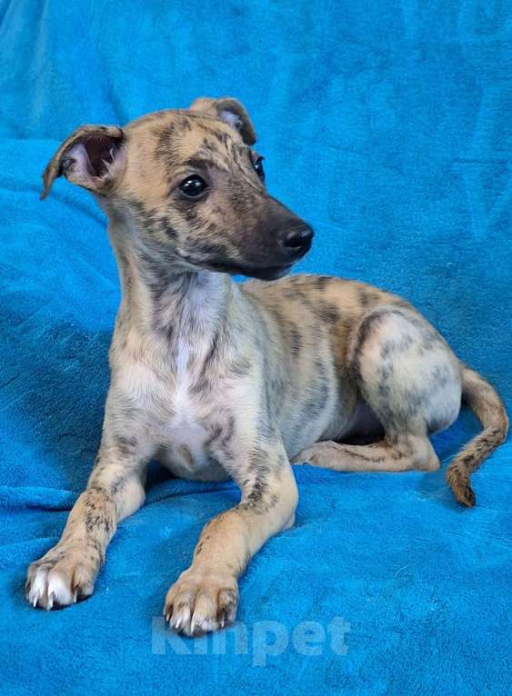 Собаки в Ангарске: Продам щенят Уиппета Девочка, 25 000 руб. - фото 3