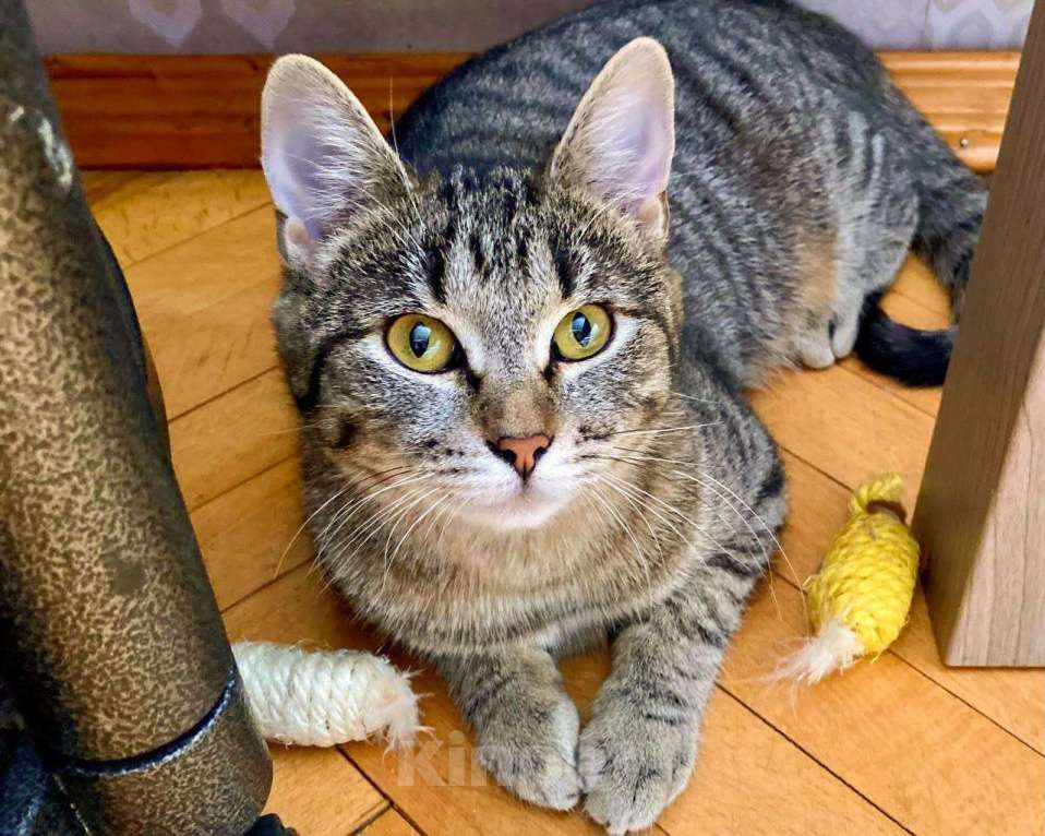 Кошки в Москве: Полосочка ищет дом Девочка, Бесплатно - фото 3