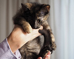 Кошки в Москве: Котенок Морковка ищет дом Девочка, Бесплатно - фото 5