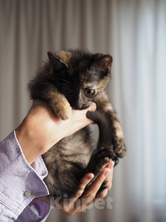 Кошки в Москве: Котенок Морковка ищет дом Девочка, Бесплатно - фото 5