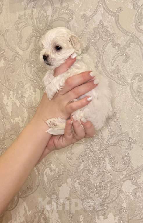 Собаки в Алексине: Щенки мальтезе/мальтийская болонка Разнополые, 80 000 руб. - фото 4