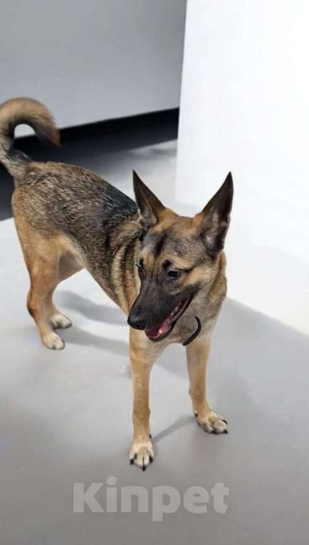 Собаки в Липецке: Амур в хорошие руки  Мальчик, Бесплатно - фото 3