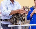 Кошки в Санкт-Петербурге: Бенгальский кот на вязку., 15 000 руб. - фото 4