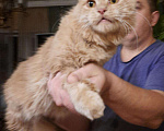 Кошки в Барыше: Мейн кун, 12 000 руб. - фото 2