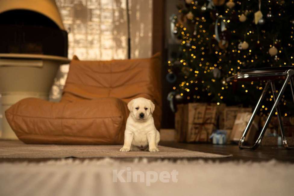 Собаки в Санкт-Петербурге: IRISLAV CLASSIC EDITION Девочка, 140 000 руб. - фото 3