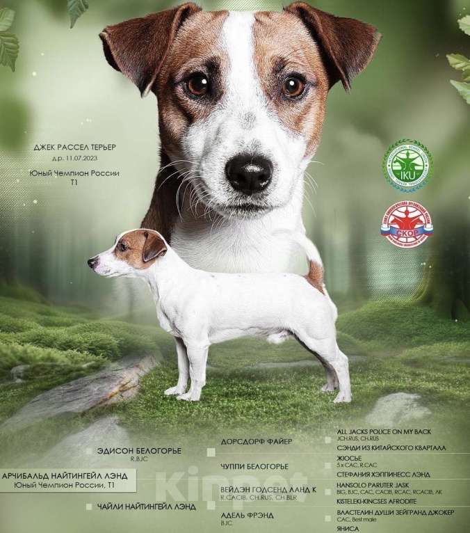Собаки в Москве: Щенок Джек Рассел терьер от титулованных родителей  Девочка, 35 000 руб. - фото 2
