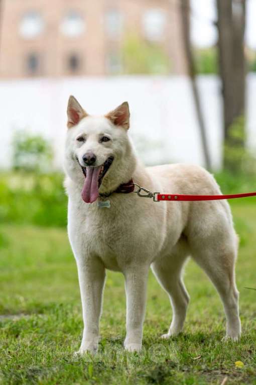 Собаки в Балашихе: Самый лучший компаньон. Белка.  Девочка, Бесплатно - фото 8