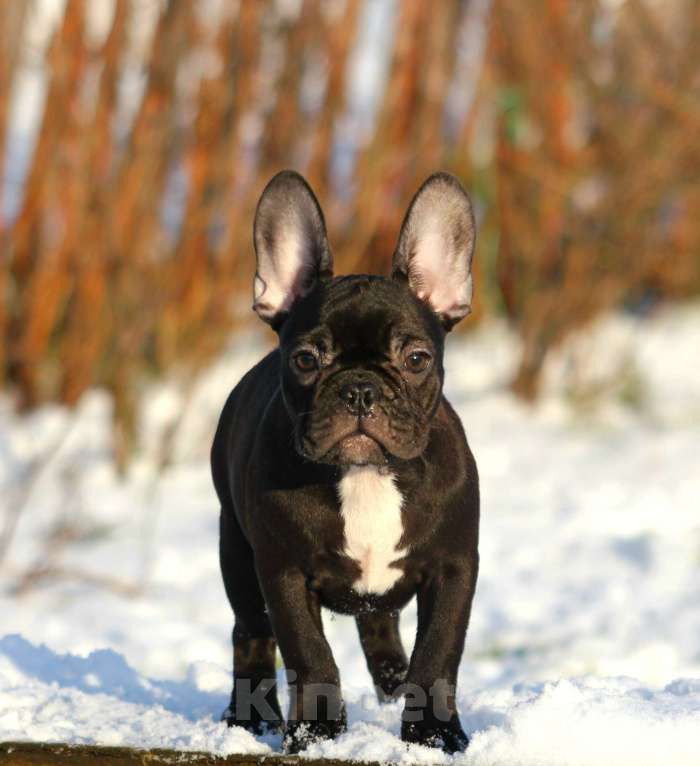 Собаки в других городах Кировской области: Французский бульдог  Девочка, 70 000 руб. - фото 2