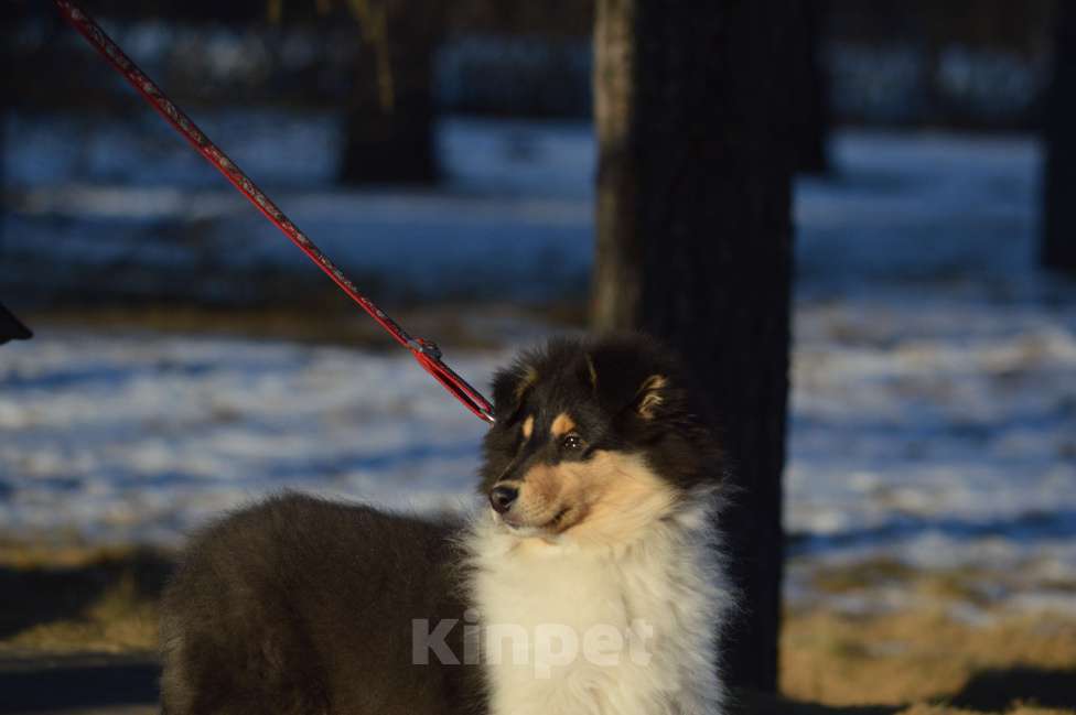 Собаки в Челябинске: Колли триколорного окраса Девочка, Бесплатно - фото 4