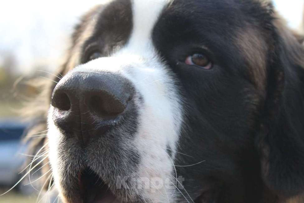 Собаки в Воронеже: Щенки Московской сторожевой Разнополые, Бесплатно - фото 1