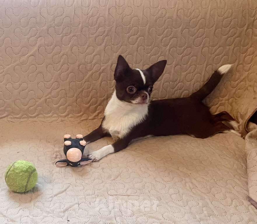 Собаки в Санкт-Петербурге: Чихуахуа, девочка короткошерстная Девочка, 80 000 руб. - фото 7