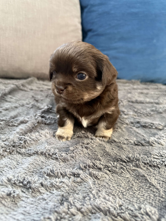 Собаки в других городах Московской области: Девочка чихуахуа Гермиона Девочка, 60 000 руб. - фото 6