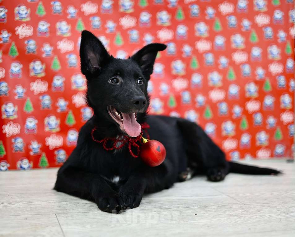 Собаки в Москве: Щенки бесплатно в Москве Девочка, Бесплатно - фото 4