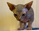 Кошки в Москве: Мистическая кошечка канадского сфинкса Девочка, 50 000 руб. - фото 1