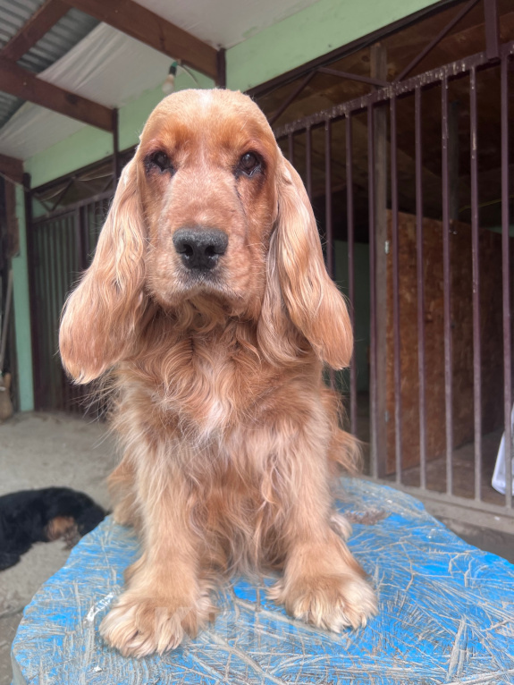 Собаки в других городах Ставропольского края: Английский Кокер спаниель Девочка, 35 000 руб. - фото 10