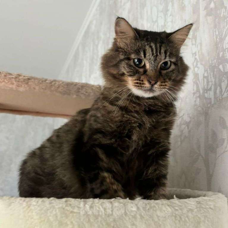 Кошки в Москве: Пушистую кошечку нашли на трассе 🆘️ Срочный поиск дома Девочка, Бесплатно - фото 3