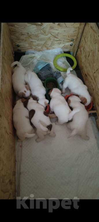 Собаки в Липецке: Порода : джек-рассел-терьер- Мальчик, Бесплатно - фото 4