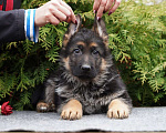 Собаки в Москве: Немецкая овчарка щенок Мальчик, 50 000 руб. - фото 2