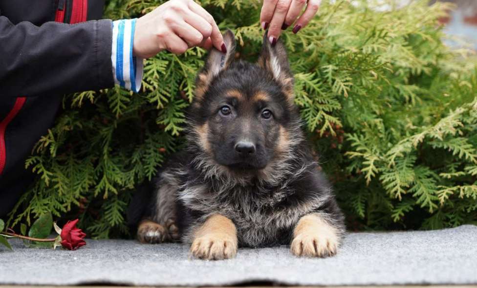Собаки в Москве: Немецкая овчарка щенок Мальчик, 50 000 руб. - фото 2