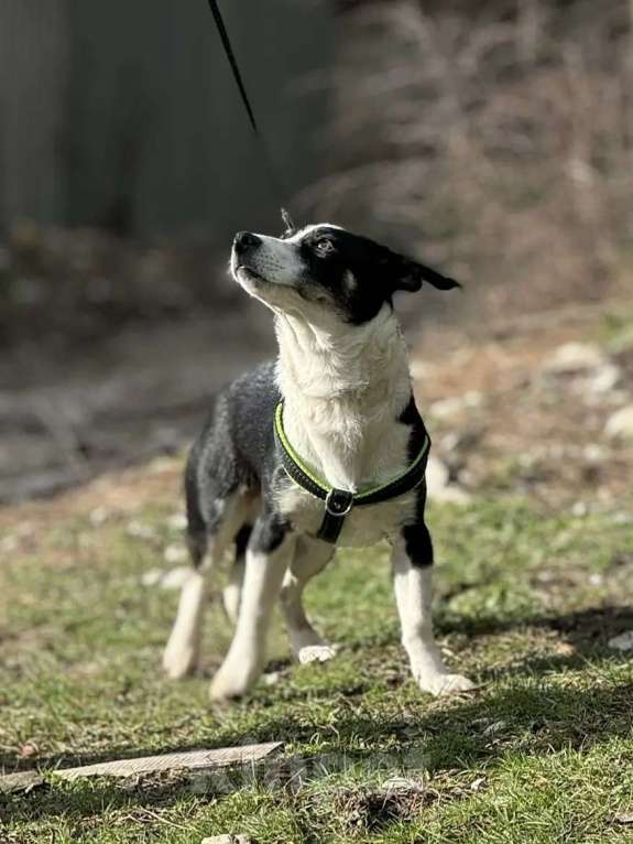 Собаки в других городах Краснодарского края: найдите меня,вот он я Мальчик, 10 руб. - фото 1