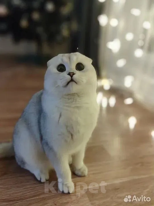 Кошки в Челябинске: вязка шотландский вислоухий кот Мальчик, 5 000 руб. - фото 1