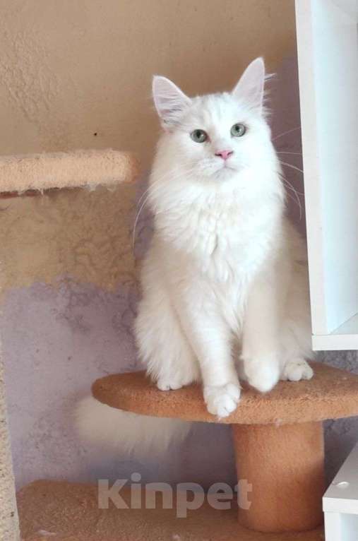 Кошки в Новосибирске: ♂️ Quinnie Мальчик, 50 000 руб. - фото 3