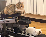 Кошки в Москве: Экзотическая пара котик и кошка Девочка, 10 000 руб. - фото 3