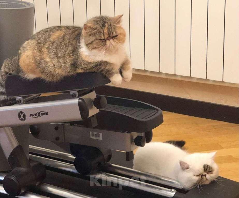 Кошки в Москве: Экзотическая пара котик и кошка Девочка, 10 000 руб. - фото 3