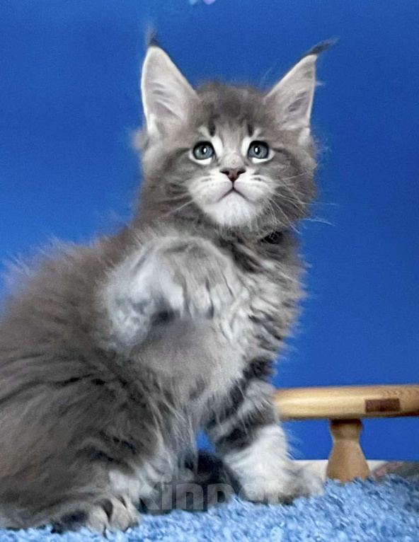 Кошки в других городах Ленинградской области: Мейн кун котенок Мальчик, Бесплатно - фото 1