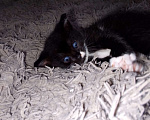 Кошки в Калуге: Котенок даром Мальчик, Бесплатно - фото 2