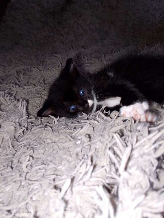 Кошки в Калуге: Котенок даром Мальчик, Бесплатно - фото 2