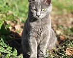 Кошки в Люберцах: Срочно ищем дом до холодов для котенка Грейс Девочка, Бесплатно - фото 8