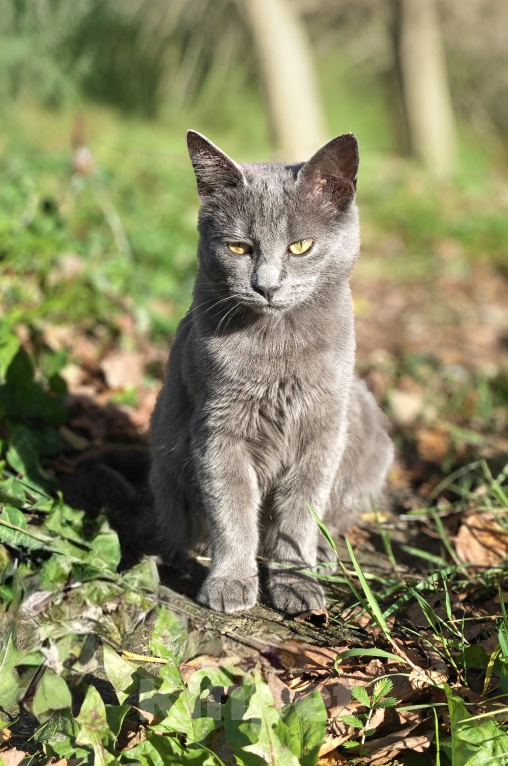 Кошки в Люберцах: Срочно ищем дом до холодов для котенка Грейс Девочка, Бесплатно - фото 8