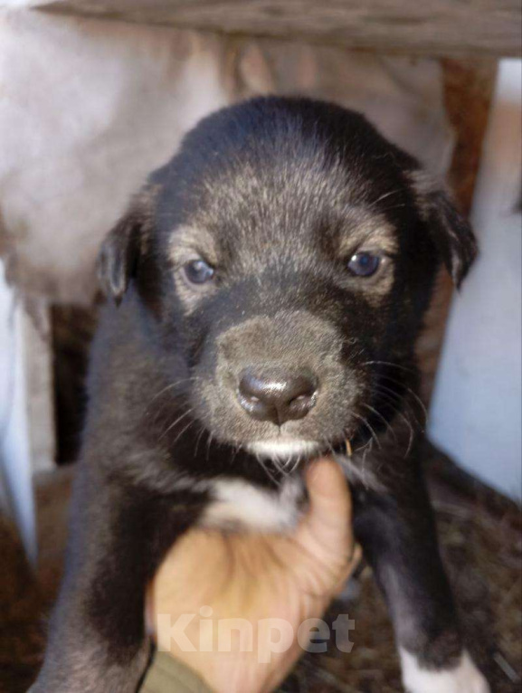 Собаки в Томске: Щенки в дар — 8 пушистых радостей 🐶 Бесплатно в добрые руки! Мальчик, Бесплатно - фото 2