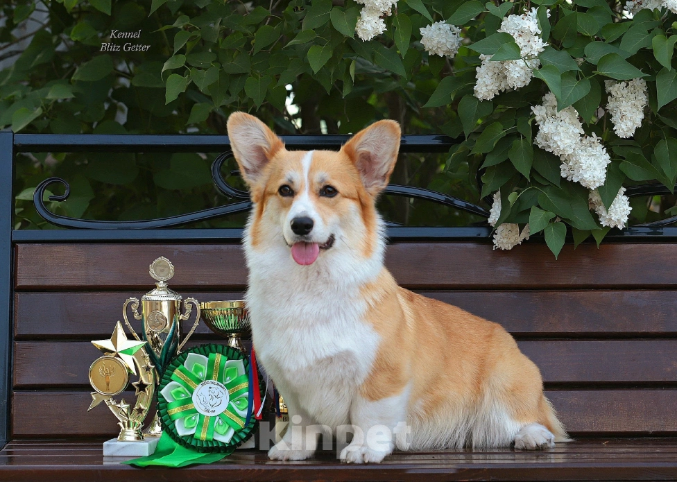 Собаки в Волгодонске: Великолепная девочка Вельш Корги Девочка, Бесплатно - фото 6