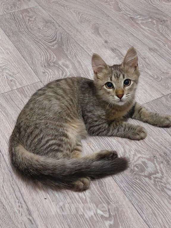 Кошки в Люберцах: Котенок в добрые руки Мальчик, Бесплатно - фото 1