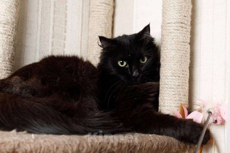 Кошки в Москве: Пушистая кошка в добрые руки Девочка, 15 руб. - фото 7