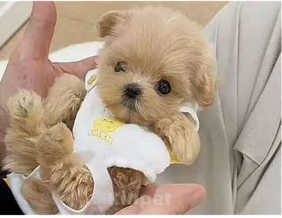 Собаки в Мытищах: Щенки мальтипу Девочка, 200 000 руб. - фото 1