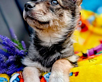 Собаки в Балашихе: щенок сибирской хаски волчак, девочка Девочка, 100 руб. - фото 1