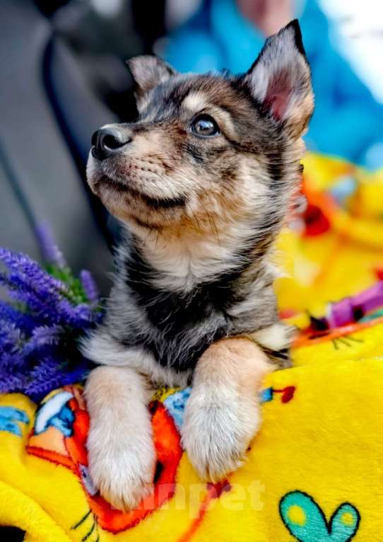 Собаки в Балашихе: щенок сибирской хаски волчак, девочка Девочка, 100 руб. - фото 1