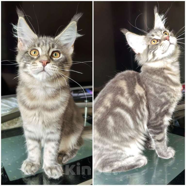 Кошки в Краснодаре: Котята Мейн-кун Разнополые, 35 000 руб. - фото 2