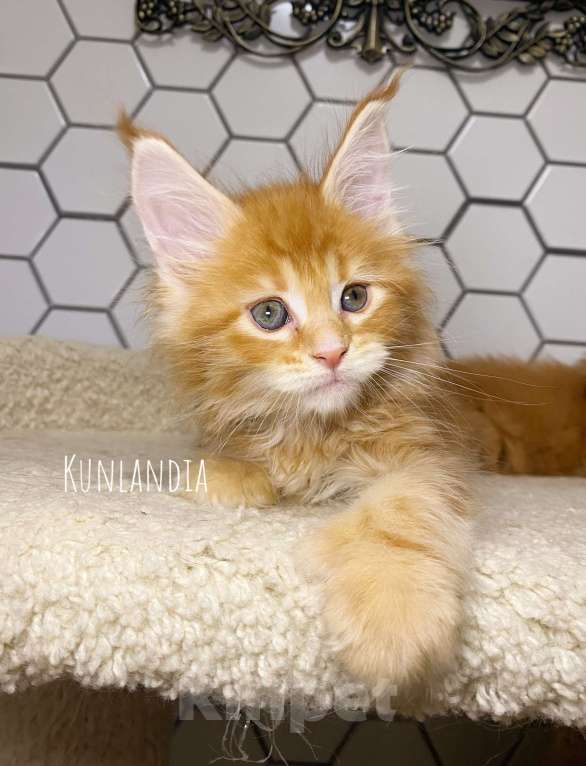 Кошки в Екатеринбурге: девочка поликун Девочка, 35 000 руб. - фото 4