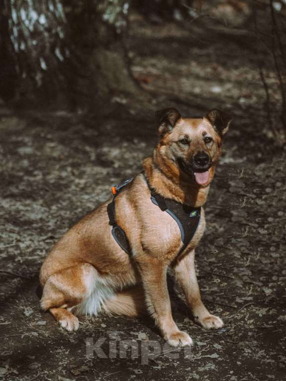 Собаки в Москве: Ева Девочка, Бесплатно - фото 4