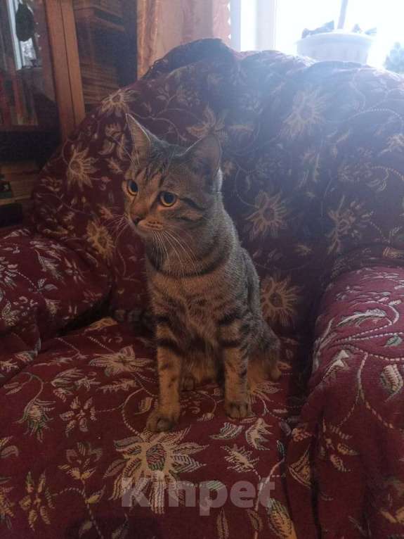 Кошки в Омске: (ﾉ◕ヮ◕)ﾉ*:･ﾟ✧Любознательный, игривый и общительный котик в поисках своей любящей семьи *:･ﾟ✧ Мальчик, Бесплатно - фото 4