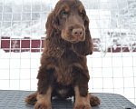 Собаки в Зеленограде: Английский кокер спаниель щенок Мальчик, 100 000 руб. - фото 1