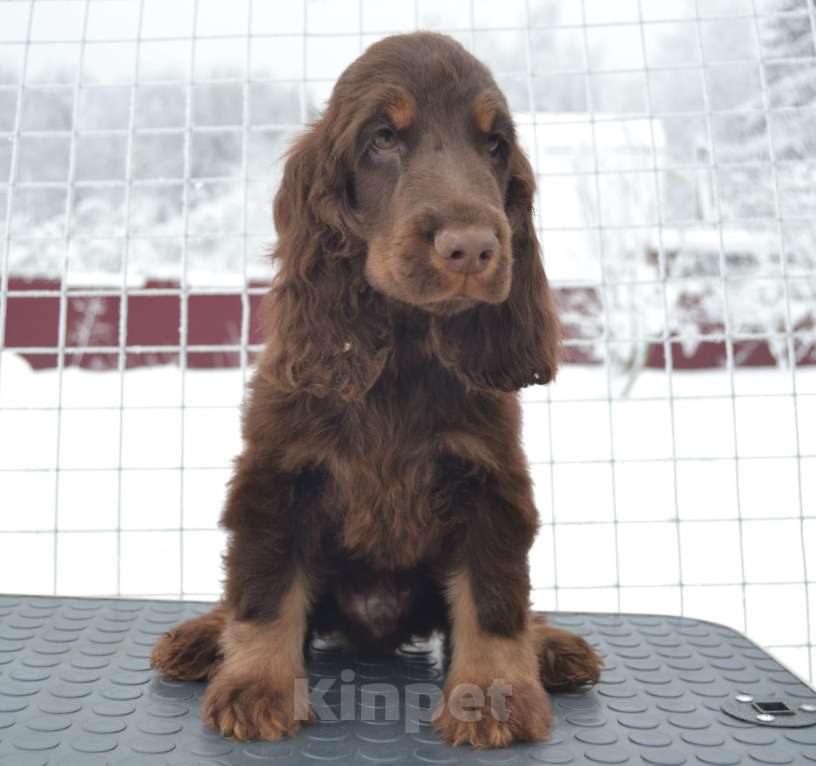 Собаки в Зеленограде: Английский кокер спаниель щенок Мальчик, 100 000 руб. - фото 1