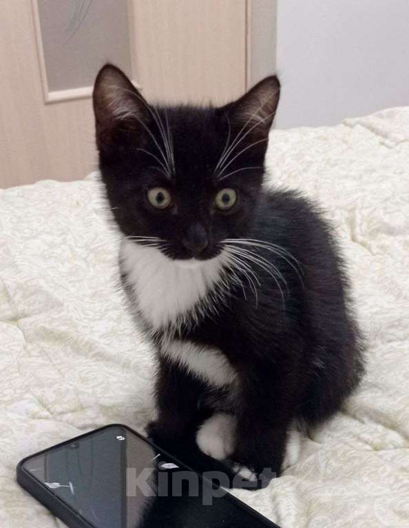 Кошки в Тюмени: Милейший котенок в дар. Кастрирован Мальчик, Бесплатно - фото 3